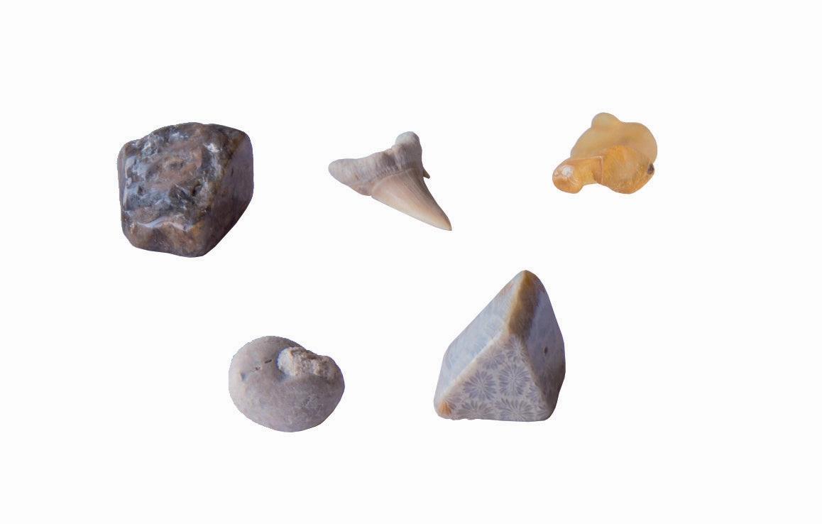 I Dig It! Fossils - Dig Up Real Fossil Specimens